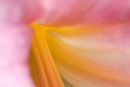 Dew;Abstract;Flower;Blooming;Blossom;Bloom;Plants;Flowering;Botanical;Nature;Pet