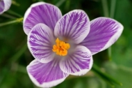 Plant;Botanical;Crocus;Bloom;Close-up;floral;Flora;Flowering;Spring;Flower;Sprin