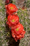 Petal;Arizona;Echinocereus-triglochidiatus;plants;Petals;botanical;Bloom;Flowere