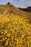 Arizona;Bloom;Blossom;Blossoms;Blue;Boulder;Boulders;Cacti;Cactus;Calm;Close-up;