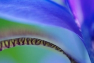 Blue;Abstractions;Purple;Flowering;Abstract;Petal;Patterns;Flower;Petals;iris;Bl