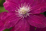 Flowering;Pistil;Bloom;Clematis;Green;Floweret;Magenta;Flowers;Blossom;Blossoms;