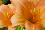Blossom;Orange;Bloom;Petal;Flowering;Flower;Day-Lily;Floret;Floweret;Blossoms;Ho