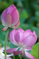 Pink;Floweret;Petals;Flower;Floret;Flowering;Flowers;Pistil;Petal;Stamen;Water-L