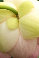 Flower;Yellow;Stamen;Petal;Pink;Flowering;Flowers;Floweret;Bloom;Blossoms;Blosso