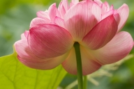 Petals;Petal;Green;Pink;Pistil;Water-Lotus;Flowers;Flowering;Blossom;Bloom;Flowe