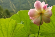 Bloom;Floret;Green;Petal;Pistil;Stamen;Blossoms;Water-Lotus;Petals;Floweret;Flow