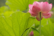 Floweret;Flowers;Stamen;Petal;Bloom;Flowering;Blossoms;Floret;Petals;Pistil;Wate