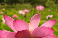 Blossom;Blossoms;Flower;Flowers;Floret;Pistil;Flowering;Water-Lotus;Green;Pink;S