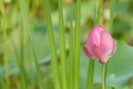 Floret;Blossoms;Flower;Flowers;Petal;Floweret;Blossom;Bloom;Pink;Pistil;Stamen;F