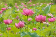 Pink;Flowering;Petal;Green;Flowers;Pistil;Floweret;Flower;Stamen;Floret;Blossom;