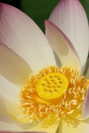 Bloom;Flower;Pistil;Flowers;Stamen;Water-Lotus;Floweret;Floret;Blossoms;Blossom;