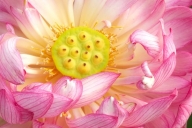 Floweret;Yellow;Petal;Pink;Stamen;Blossom;Blossoms;Floret;Water-Lotus;Pistil;Flo
