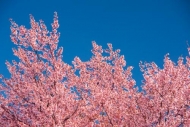 Bloom;Blossom;Blossoms;Blue;Blues;Branches;Calm;Cherry-Tree;Cool-Colors;Cool-Pal