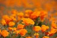 Close-up;California-Poppy;Petals;Flower;California;Flowering;Petal;California-Po