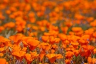 Antelope-Valley;Bloom;Blooming;Blossom;Blossoms;California;California-Poppies;Ca