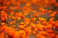 Antelope-Valley;Bloom;Blooming;Blossom;Blossoms;California;California-Poppies;Ca