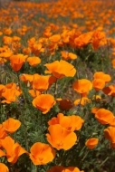 Close-up;California-Poppies;California-Poppy;Flowers;Blossom;Orange;Petals;Petal