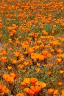 Antelope-Valley;Bloom;Blooming;Blossom;California;California-Poppies;California-