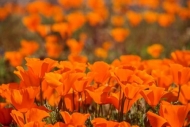 Antelope-Valley;Bloom;Blooming;Blossom;California;California-Poppies;California-