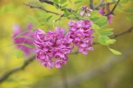 locust-tree;Flowering;Flower;Purple-Robe-Black-Locust;Leaf;Purple;Flowers;Botani