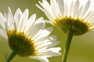 Petals;Flowers;Green;Blossom;Horizontal;stem;Bloom;Flower;Close-up;White;stems;W
