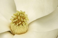 Magnolia;Brown;Flora;Blossom;Stamen;Flowers;White;Petal;Close-up;Petals;Abstract