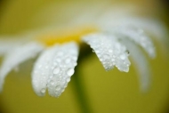 droplet;Flowering;drops;Blossom;Flora;water;dew-drops;Wildflower;Petal;dew;Bloom