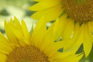 Yellow;Blossom;Green;Botanical;Flowers;Petal;Sunflower;Plant;Bloom;Close-up;Flow