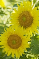 Plant;Green;Blossom;Petal;Plants;Yellow;Botanical;Sunflower;Flower;Flowering;Pet