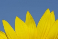 Bloom;Sunflower;Botanical;Abstraction;Sky;Blue;Green;Abstract;Plants;Flowering;F