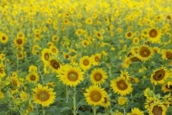 Flowers;Yellow;Flower;Flowering;Botanical;Petal;Sunflower;Blossom;Plants;Plant;G