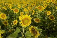 Flowering;Plant;Yellow;Petals;Petal;Green;Flower;Sunflower;Flowers;Blossom;Botan