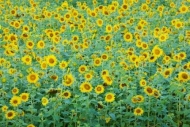 Sunflower;Botanical;Plants;Yellow;Flower;Flowering;Petal;Blossom;Bloom;Flowers;G
