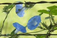 Morning-Glory;Blue;Flowering;Petal;fence;Petals;Blossom;Wildflower;floral;Flower