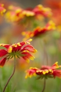 Spring;Flora;Indian-Blanket;Texas;Details;Orange;close-up;Green;Gold;Petals;Peta