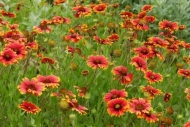 Flowers;Texas-Hill-Country;Flora;Blossom;Flower;Indian-Blanket;Flowering;Close-u
