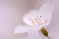 Flora;Flower;Close-up;White;close-up;Cherry-Tree;zen;Oneness;Oriental;Peaceful;P