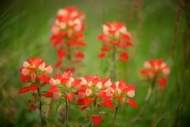 Indian-Paintbrush;White;Flowers;Green;floral;Flowering;Red;Texas;Wildflower;Flow