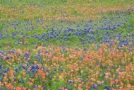 Green;Red;Blue;floral;Flowering;Field;Flora;Texas-Bluebonnet;Flowers;Fields;Wild