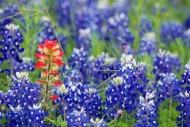 White;Flowering;Wildflower;Bluebonnet;Bloom;Flora;Texas;Petals;Green;Blue;Flower