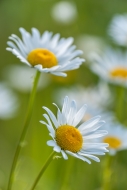 Blossom;Blossoms;Calm;Daisies;Floweret;Flowering;Flowers;Healing;Health-care;Hea