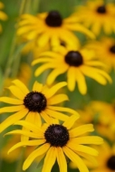 Flowering;Petal;Petals;Close-up;Black-eyed-Susan;Wildflower;Gold;Flower;botanica