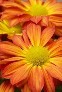 floral;botanical;Bloom;Stamen;Green;Yellow;Petals;Gold;Flowering;Orange;Flora;Bl