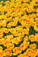 Abstract;Abstraction;Bloom;Blossom;Close-up;Elowers;Flower;Green;Orange;Pattern;