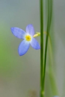 Bloom;Blossom;Blue;Bluets;Close-up;Flower;Flowers;Green;Obed-Wild-and-Scenic-Riv