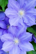 Bloom;Blossom;Blue;Clematis;Close-up;Flower;Oneness;Peaceful;Petal;Purple;botani
