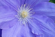 Bloom;Blossom;Blue;Clematis;Close-up;Flower;Oneness;Peaceful;Petal;Purple;botani