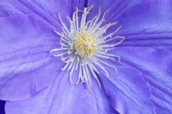 Bloom;Blossom;Blue;Clematis;Close-up;Flower;Oneness;Peaceful;Petal;Purple;botani