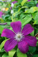 Bloom;Blossom;Blossoms;Botannicals;Clematis;Close-up;Dew;Drop;Droplets;Flower;Fl
